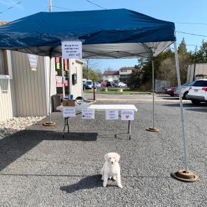 dog and tent